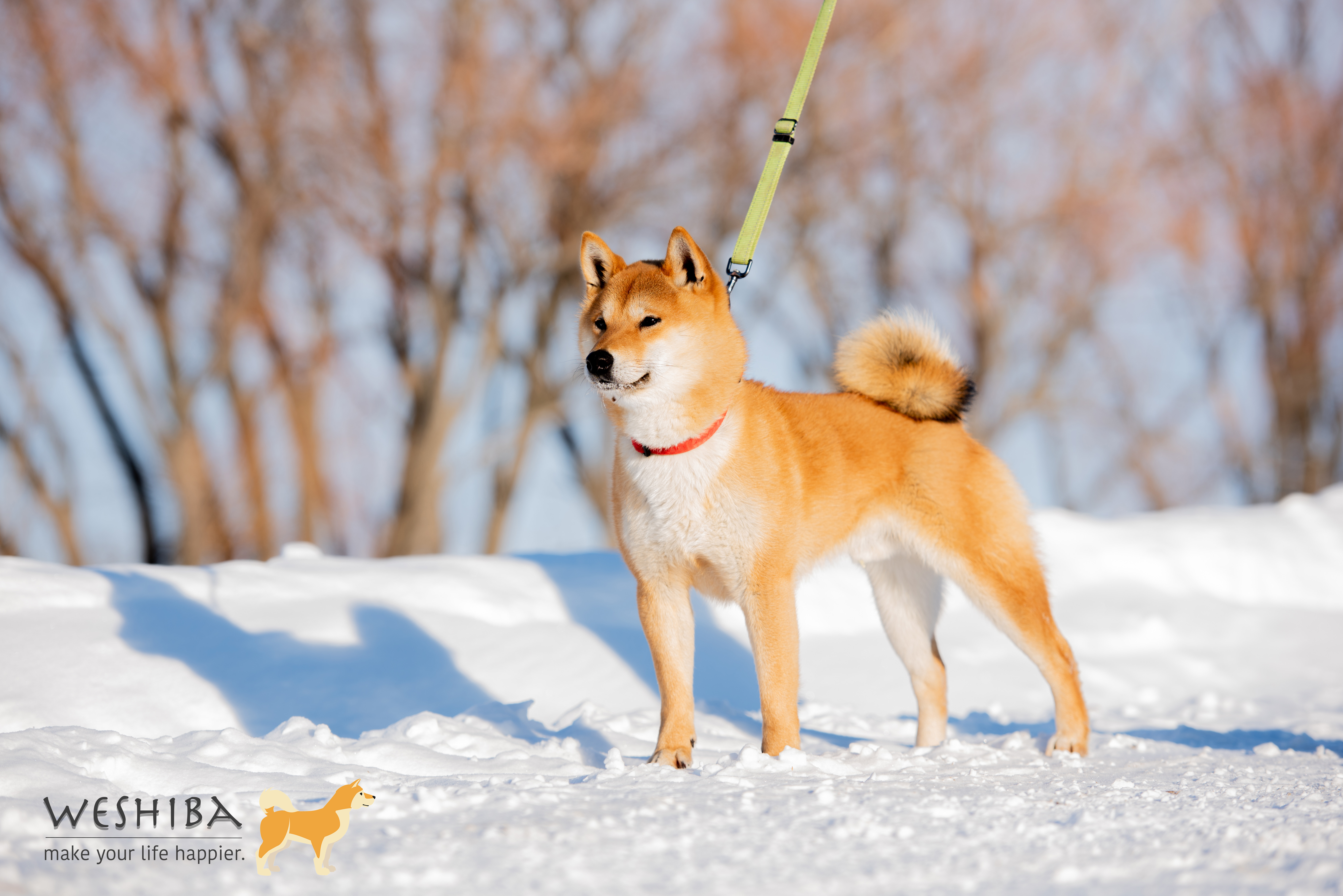 WAKA GO YOU DJENIMA (Aki)