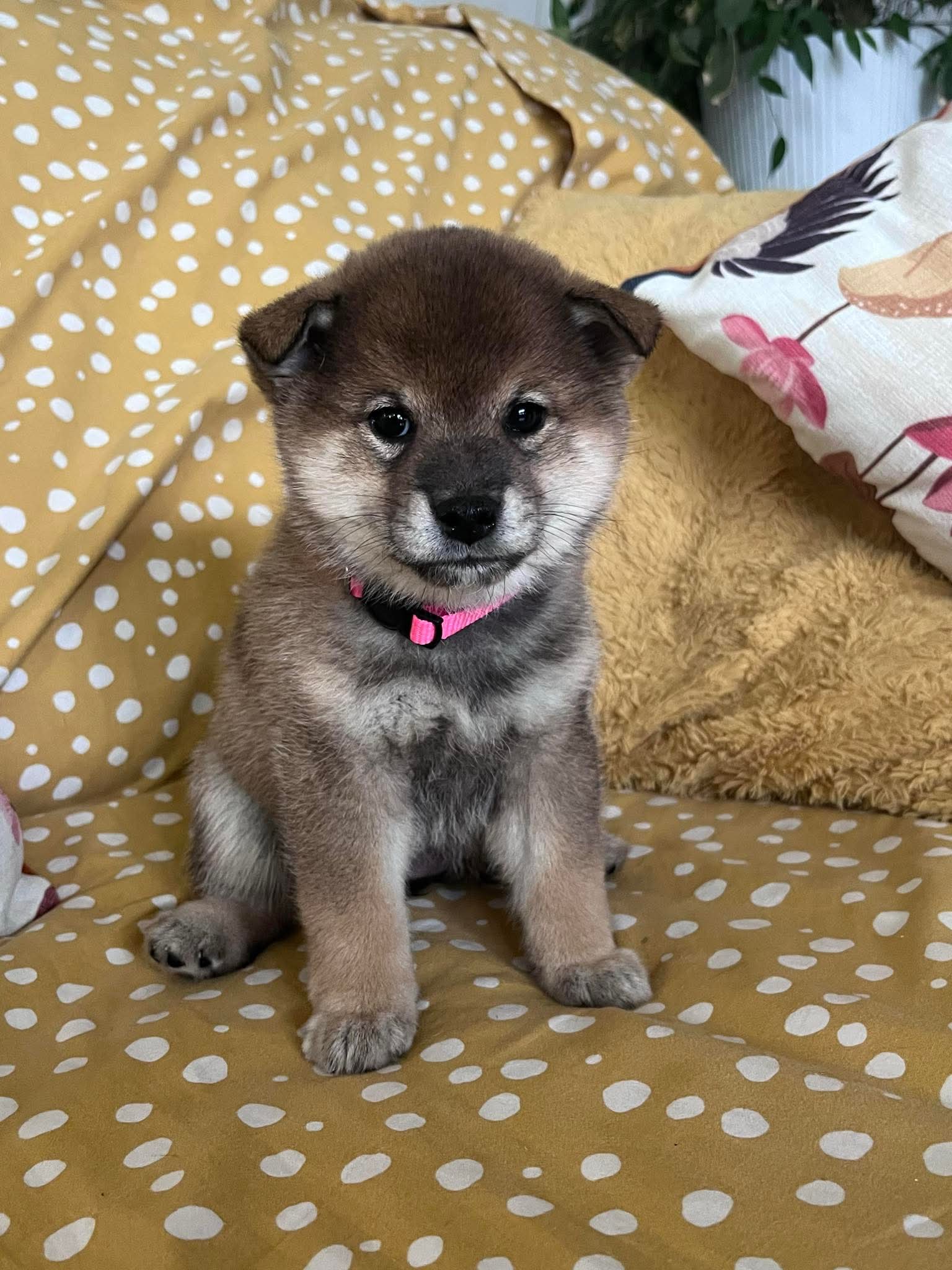 Barrett's Jeorgia (Chiko)