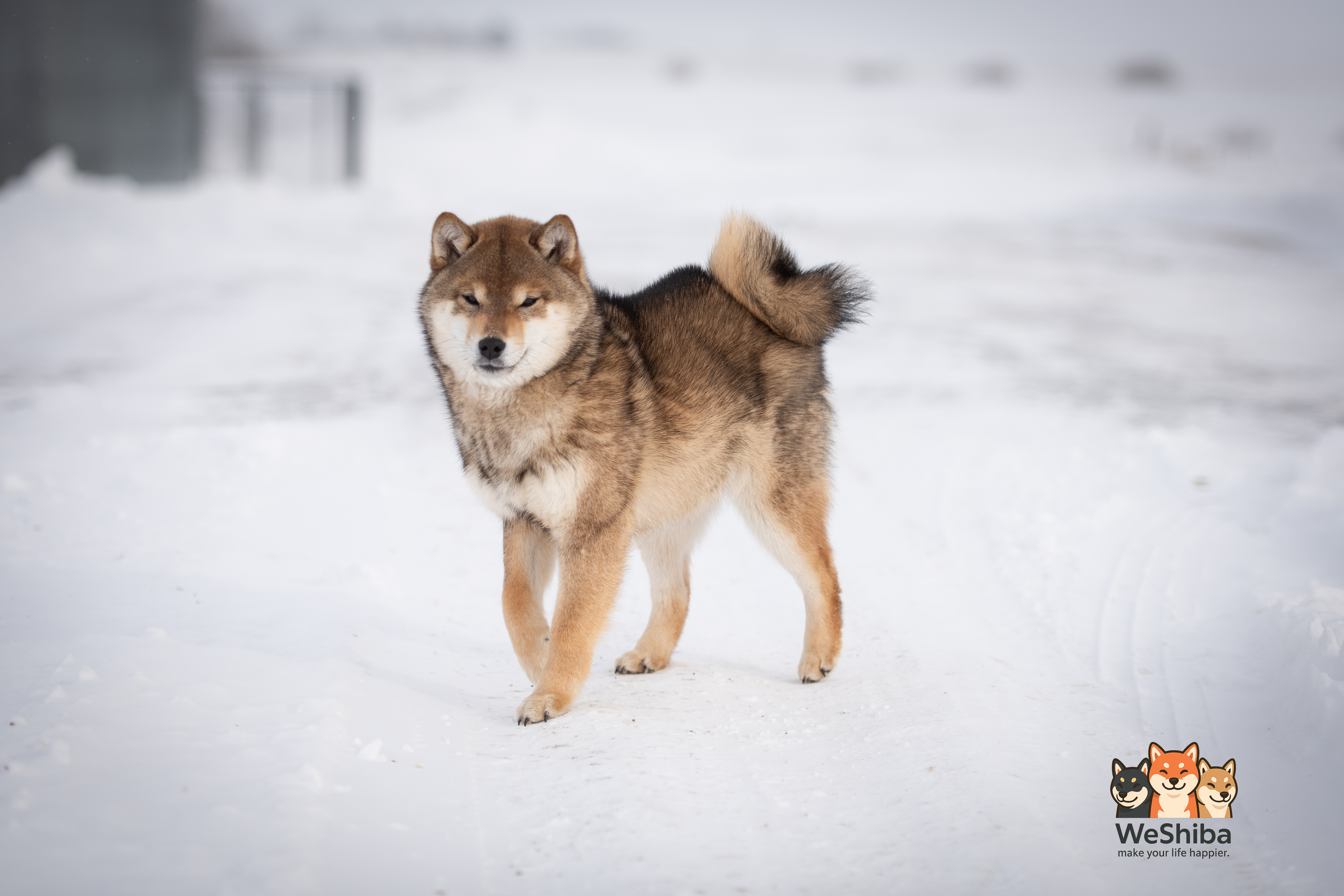 Barrett's Jeorgia (Chiko)
