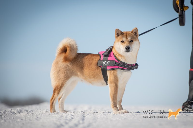 Yoki
