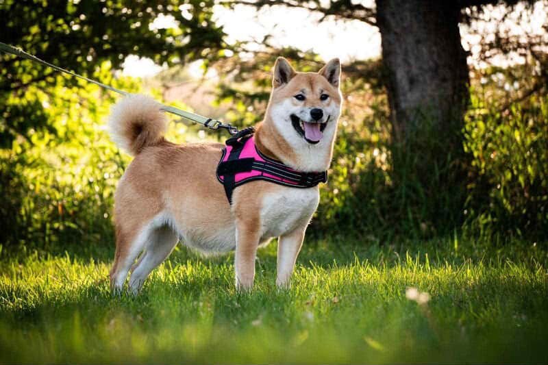 Kona
