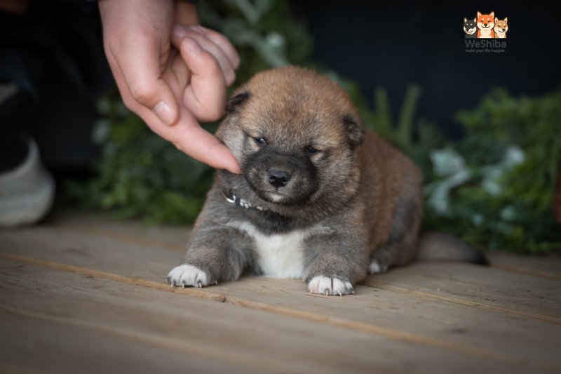 Photo of Akuma