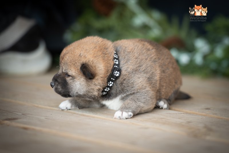 Photo of Akuma