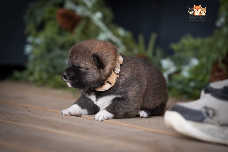 Photo of Arya