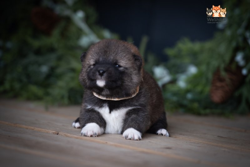 Photo of Arya