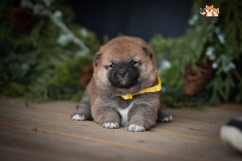 Photo of Azumi