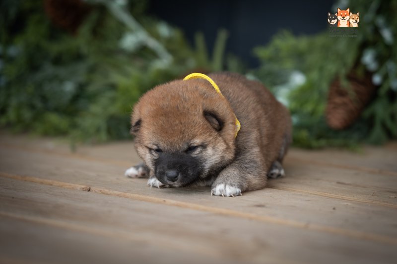 Photo of Azumi