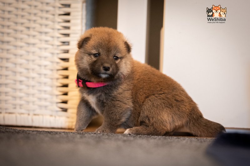 Photo of Aika
