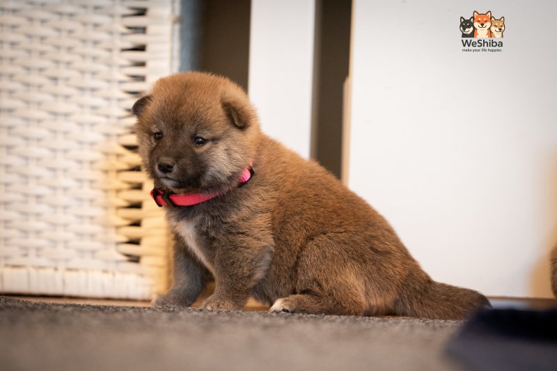 Photo of Aika