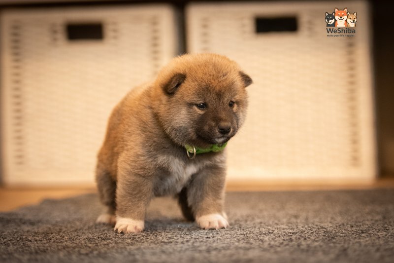 Photo of Akito