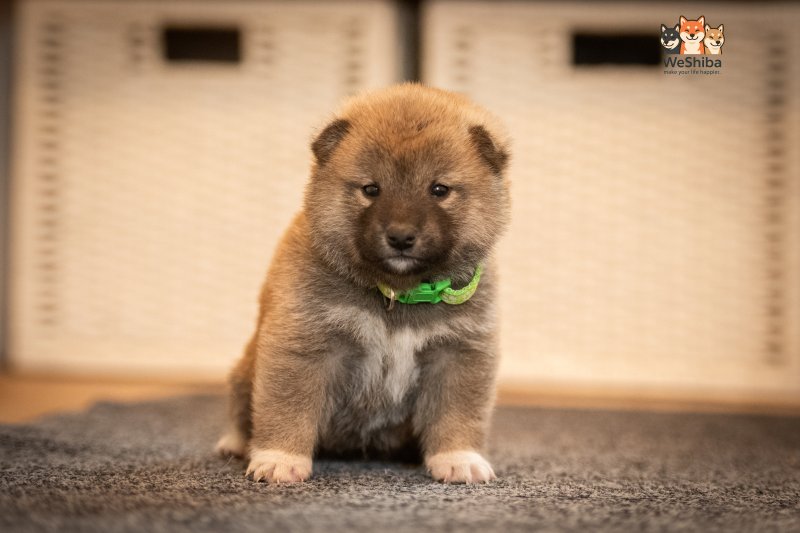 Photo of Akito