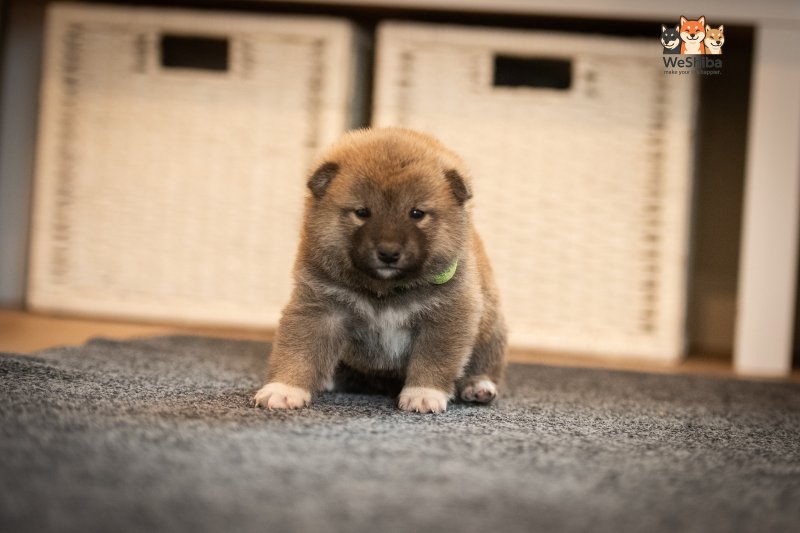 Photo of Akito