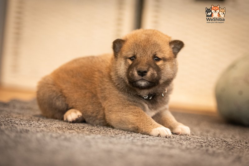Photo of Akuma