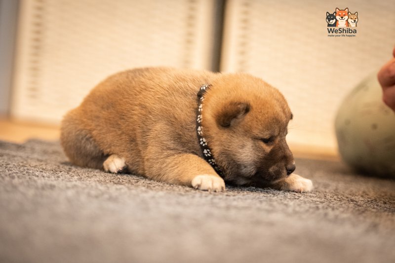 Photo of Akuma