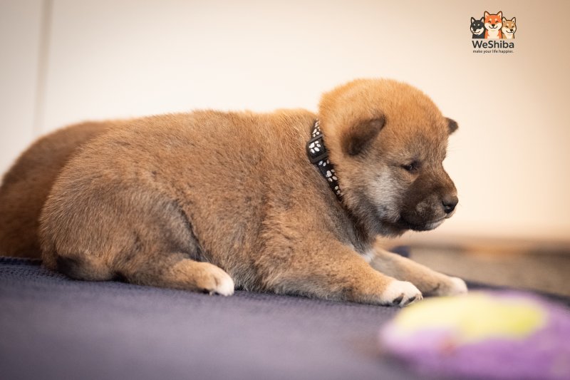 Photo of Akuma