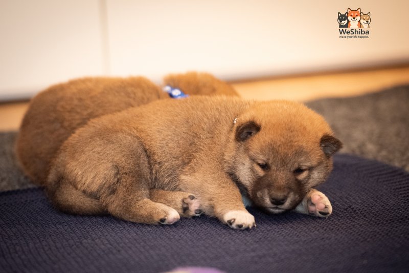 Photo of Akuma