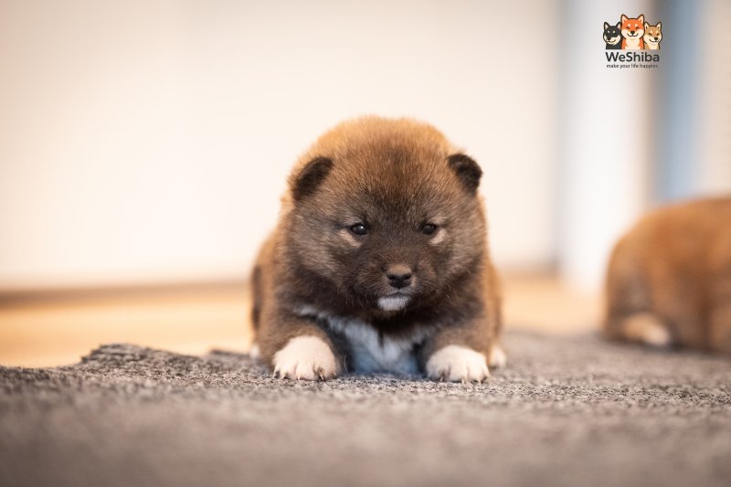 Photo of Arya