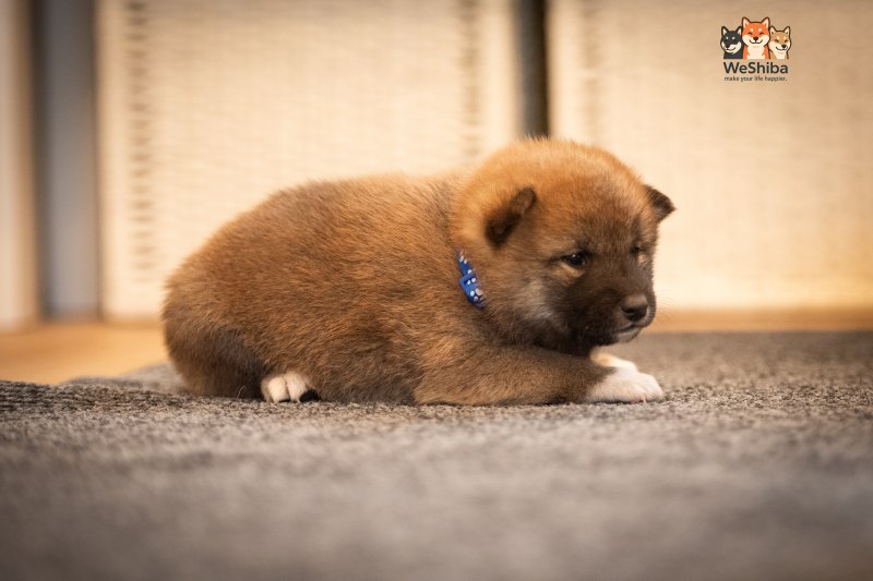 Photo of Asahi