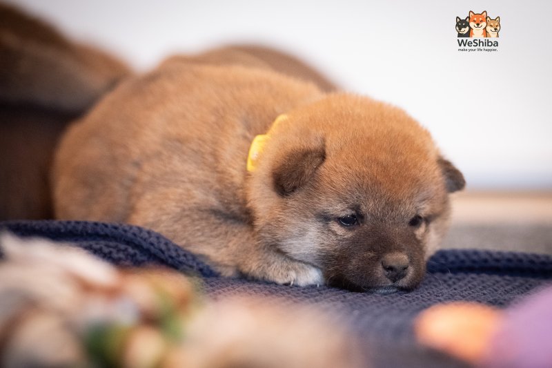 Photo of Azumi