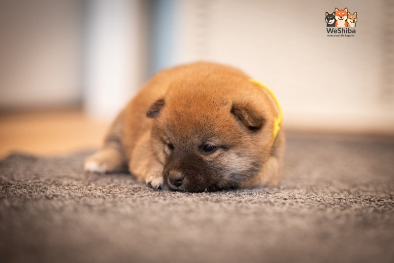 Photo of Azumi