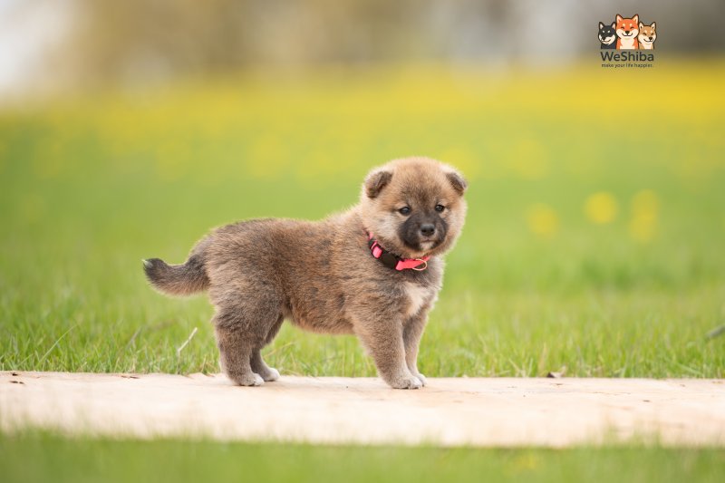 Photo of Aika