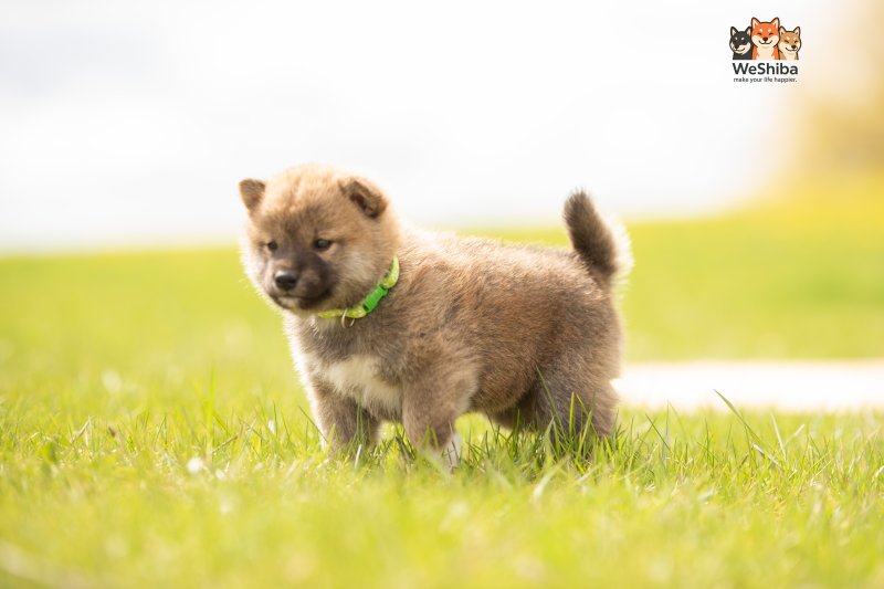 Photo of Akito
