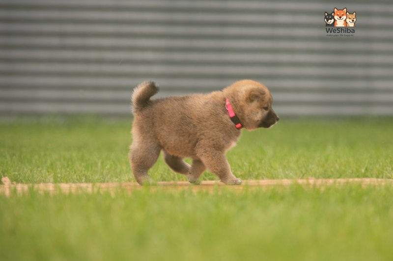 Photo of Aika
