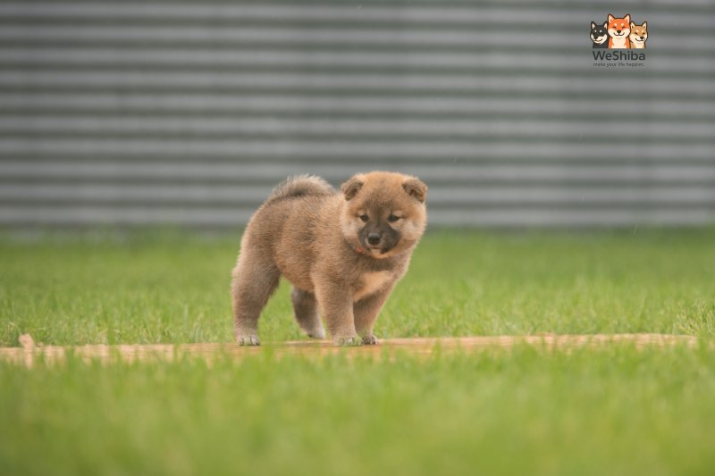 Photo of Aika
