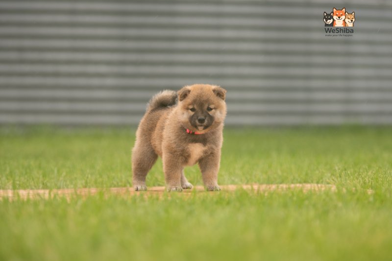 Photo of Aika