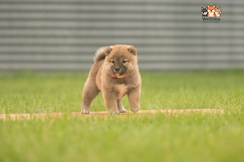 Photo of Aika