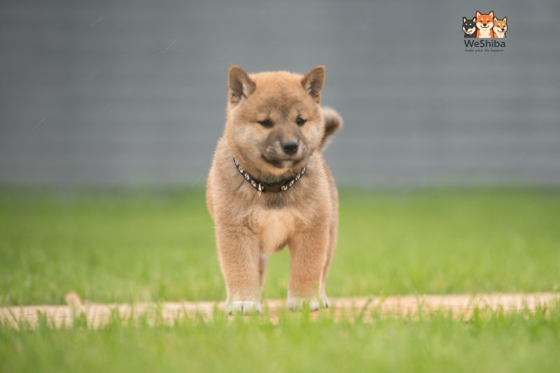 Photo of Akuma