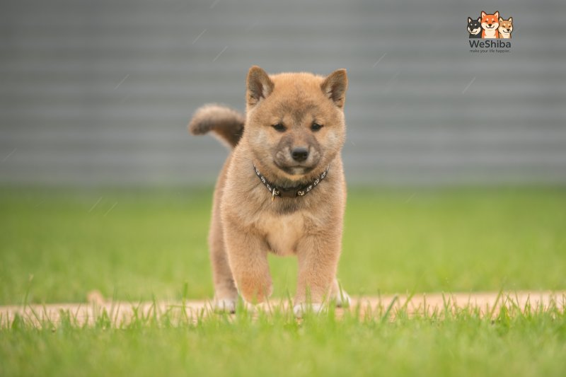 Photo of Akuma
