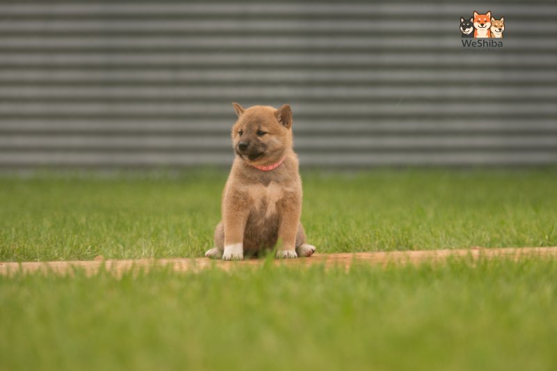 Photo of Amika