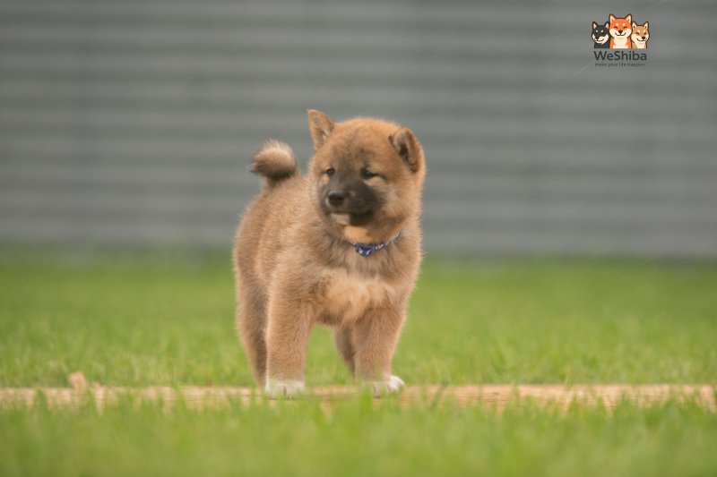 Photo of Asahi