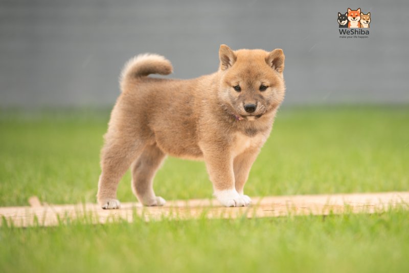 Photo of Ayari