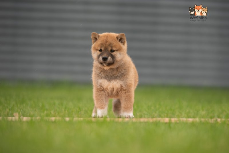 Photo of Ayumi