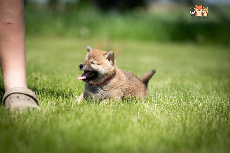 Photo of Aika