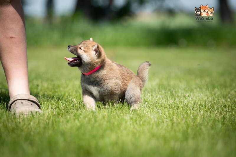 Photo of Aika