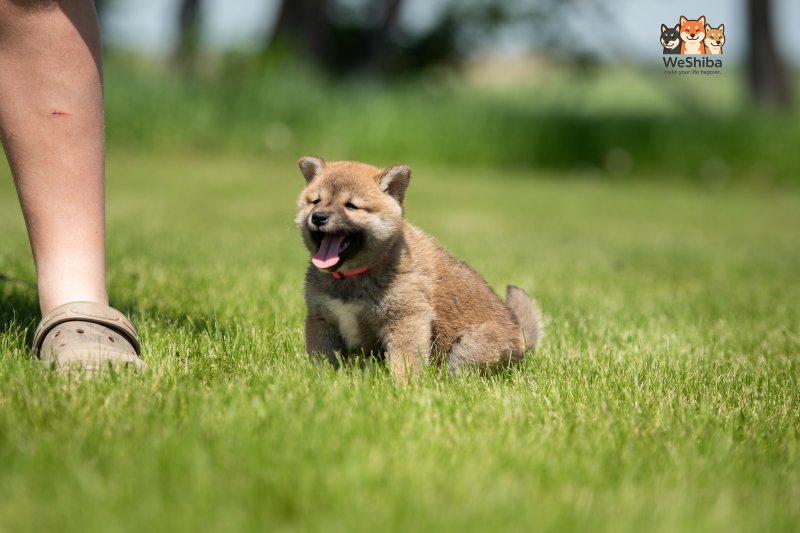 Photo of Aika