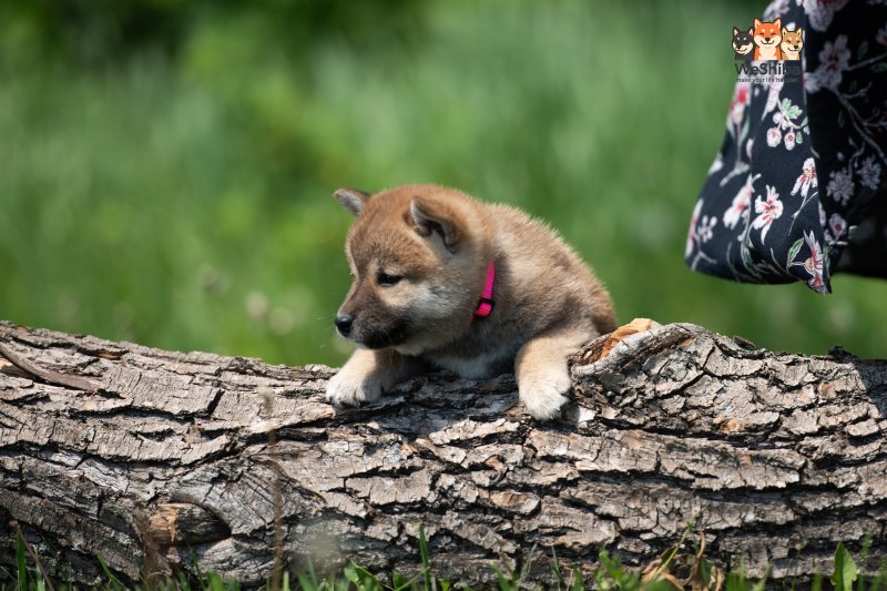 Photo of Aika