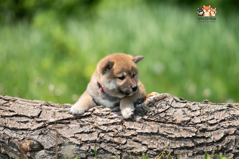 Photo of Aika
