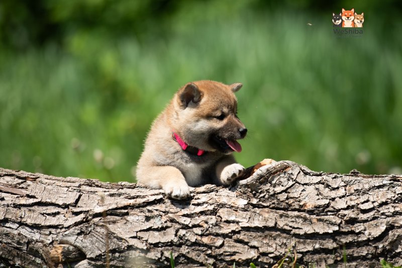 Photo of Aika