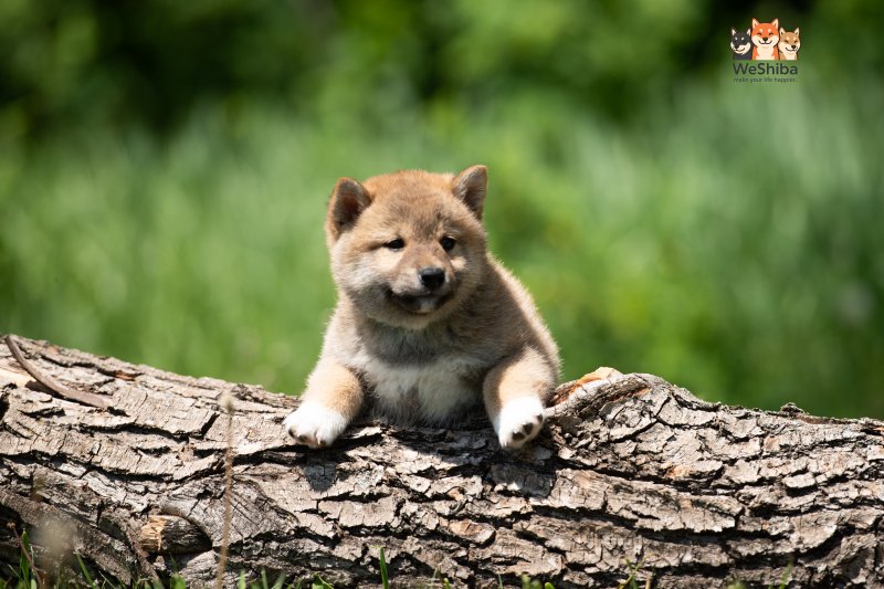 Photo of Akito