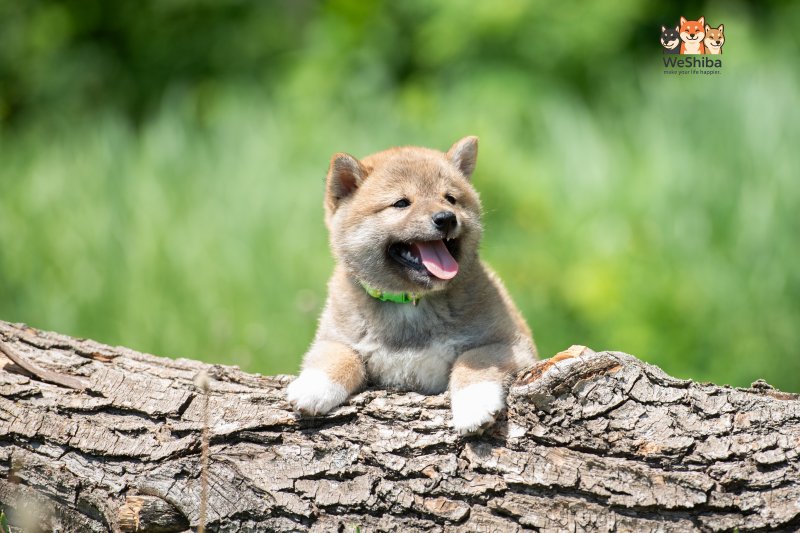 Photo of Akito