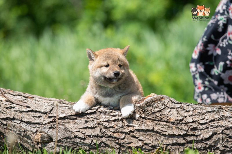 Photo of Akito
