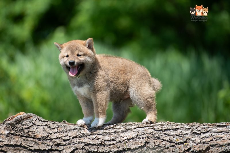 Photo of Akito