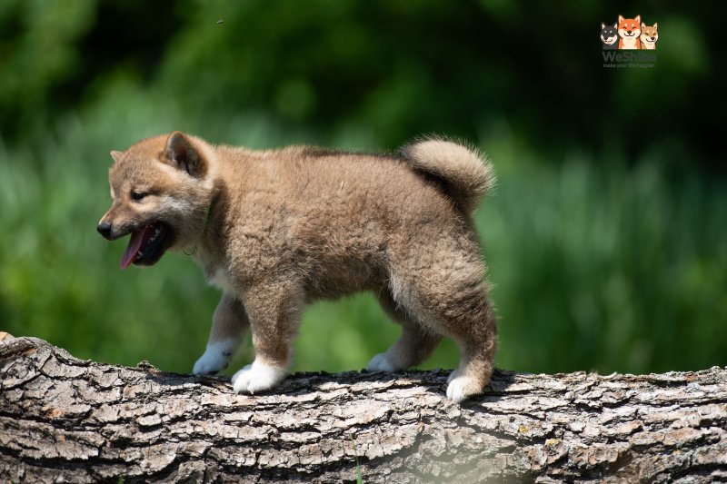 Photo of Akito