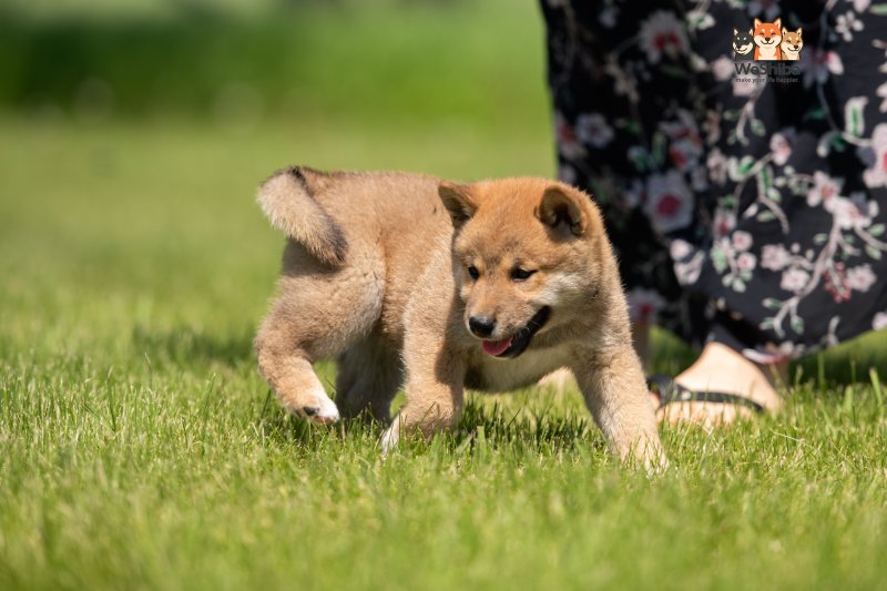 Photo of Akuma