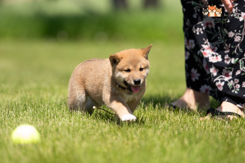 Photo of Akuma