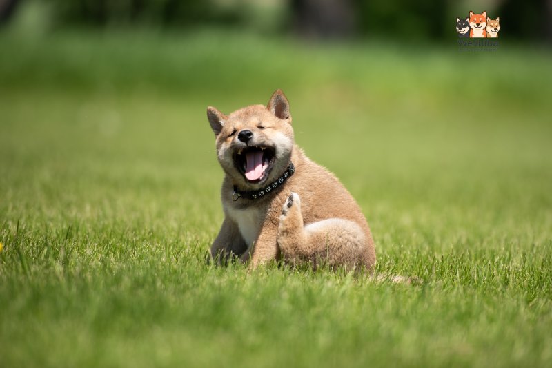 Photo of Akuma